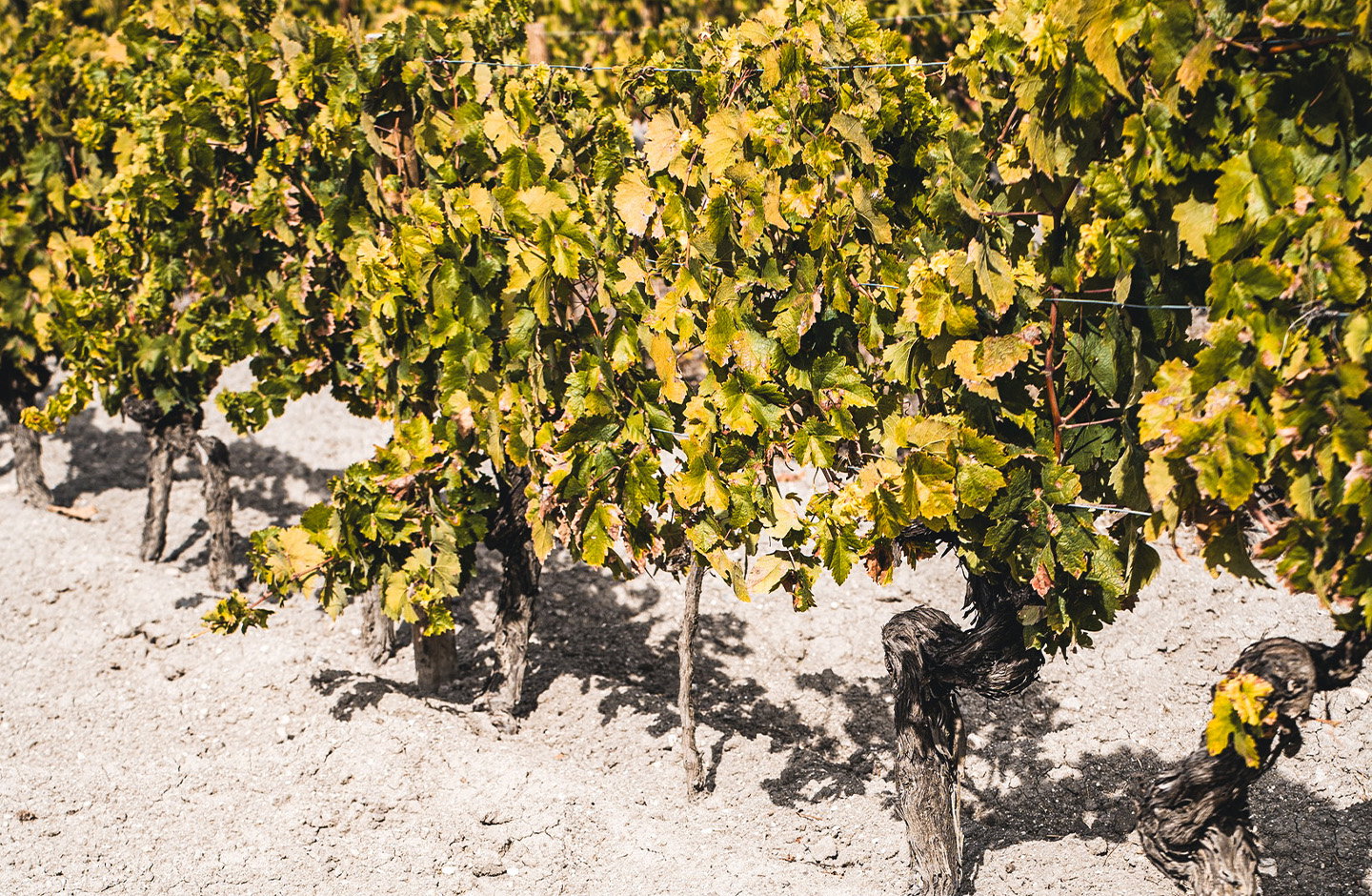 The Wine Hunter Company