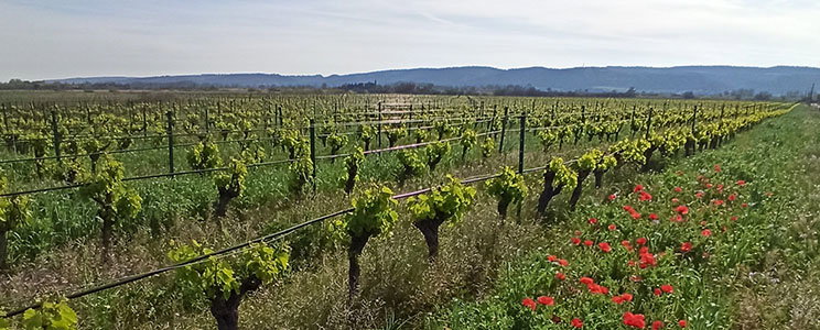 Domaine Ortola