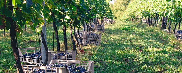 La Collina dei Ciliegi