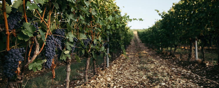 Poggio Rozzi