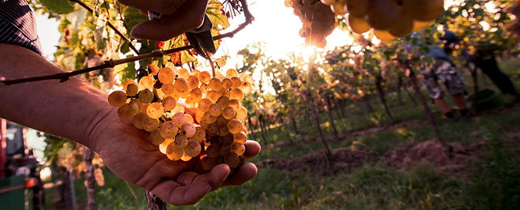 Weingut 1616 Pfaffmann Heinz Stiftung