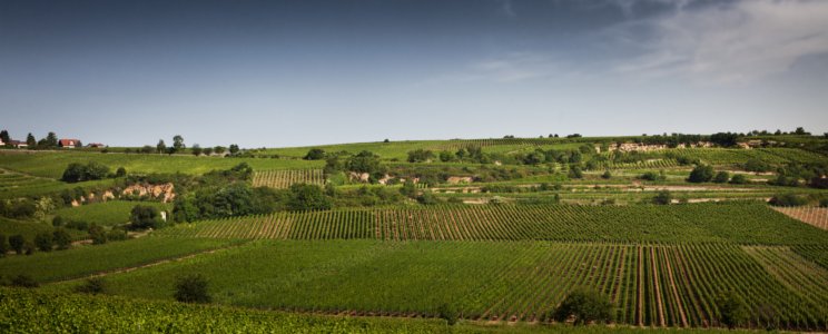 Weingut Rings