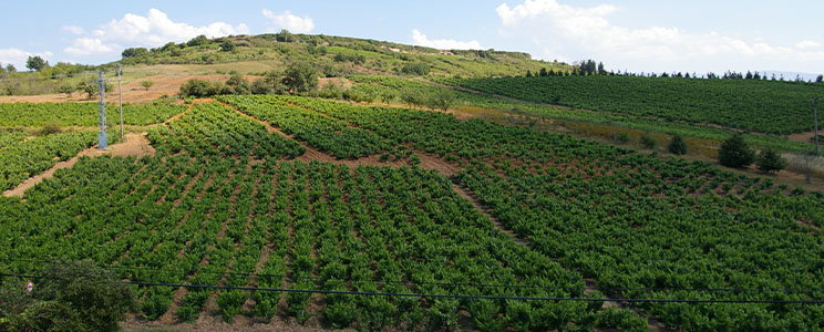 Finca Losada