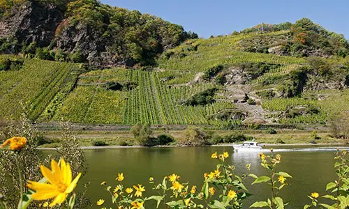 Weinberg von Weingut Melsheimer Aussicht
