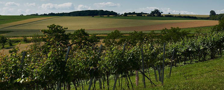 Weingut Stefan Bauer