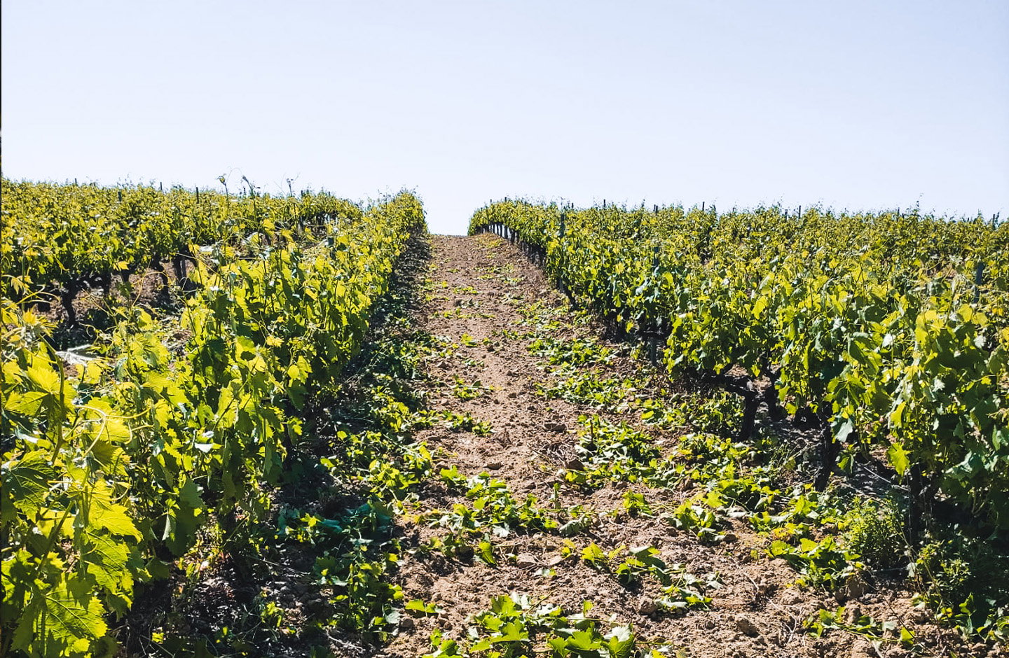 Bodegas Infante