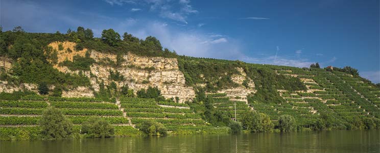 Lauffener Weingärtner
