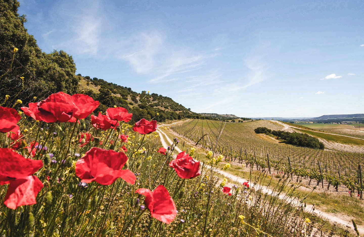 Quinta Sardonia