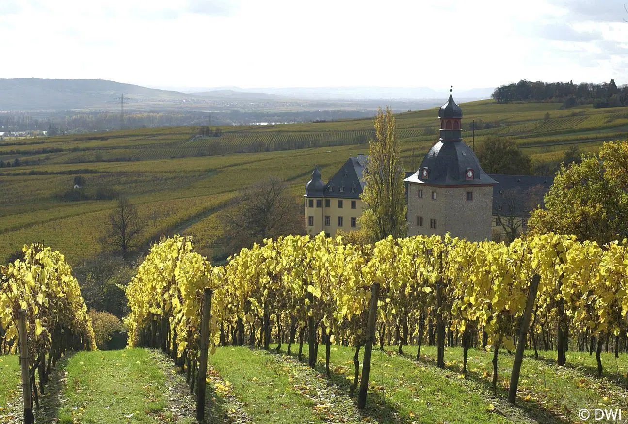 Schloss Johannisburg mit Weingarten