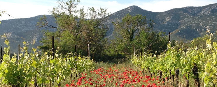 Domaine Sainte Croix