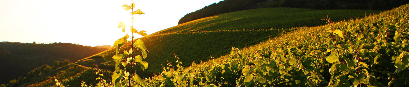 Forstmeister Geltz-Zilliken