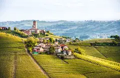 IT_generic_fallback_kit_vineyard_01
