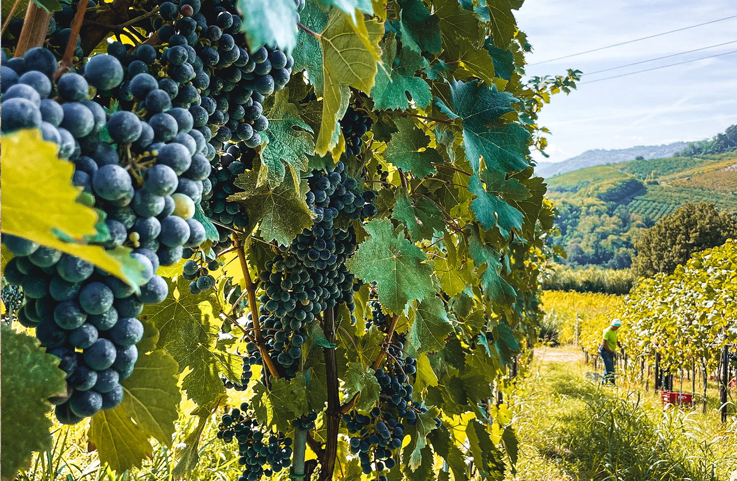 Amaracmand Organic Winery