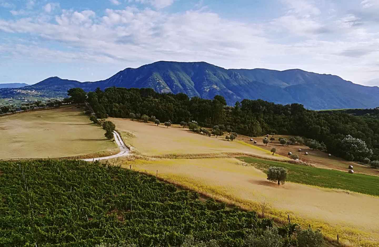 Briganti