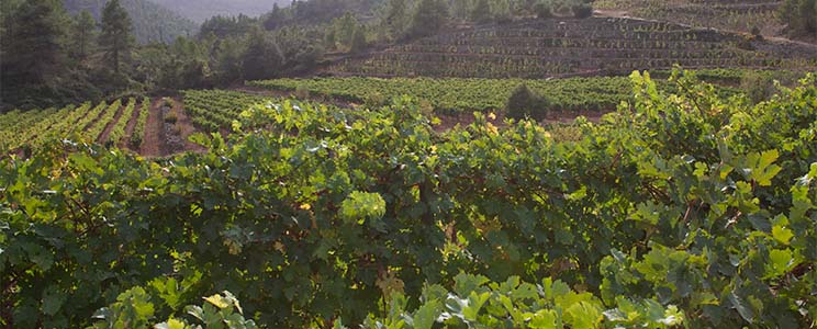 Sant Rafel