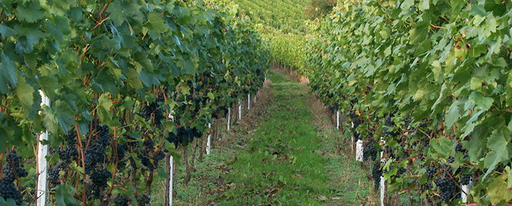 Weingut-Destillerie Harald Sailler