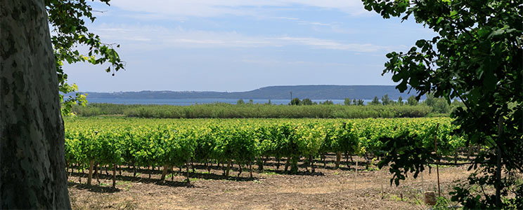 Domaine de Suriane
