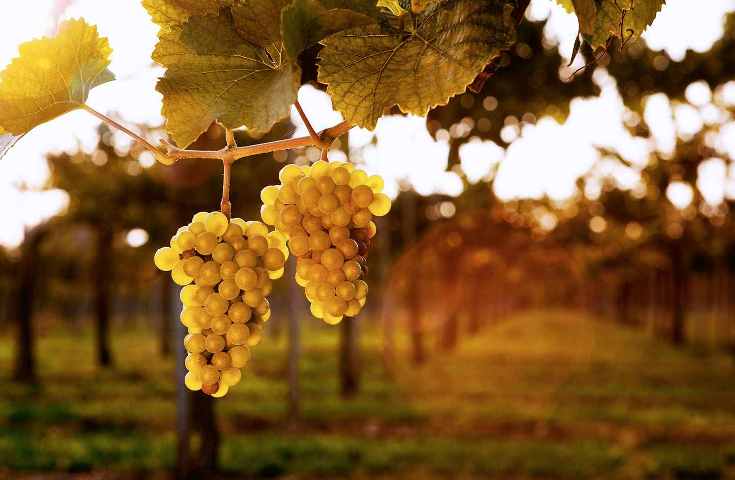 Utopia Wines