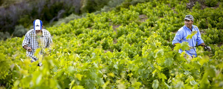Viñedos Verticales