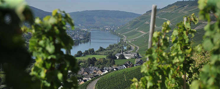 Blesius