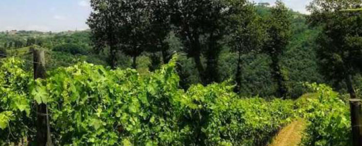 La Cantina Di Enza