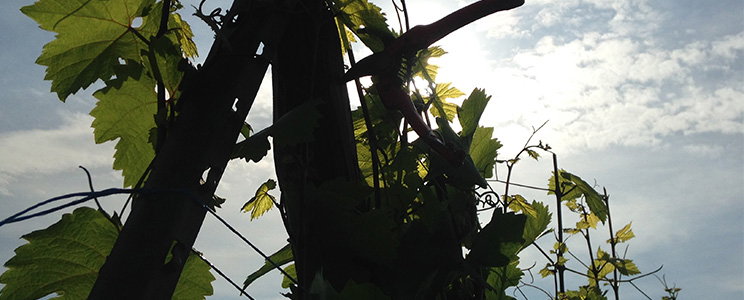 Domaine Louis Speitel