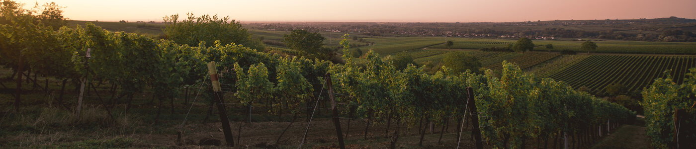 Weingut 1616 Pfaffmann Heinz Stiftung
