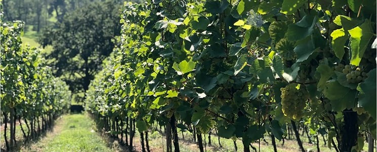 Weinhandwerk Meissen