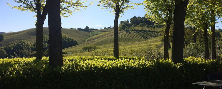 Azienda Vitivinicola La Torretta