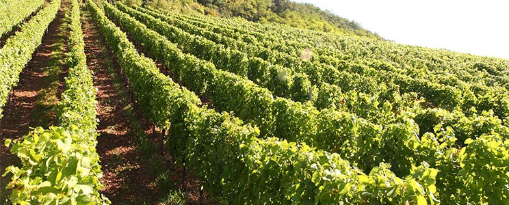 Schick
