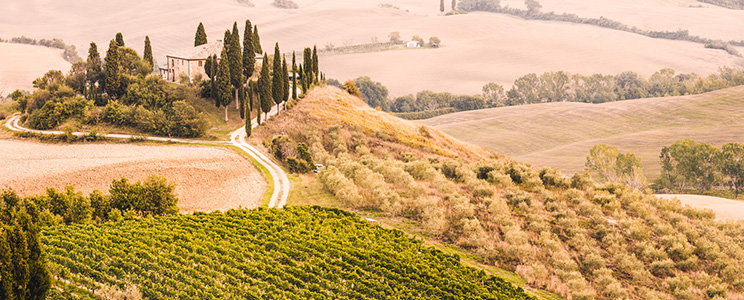 Tenuta Guado al Tasso