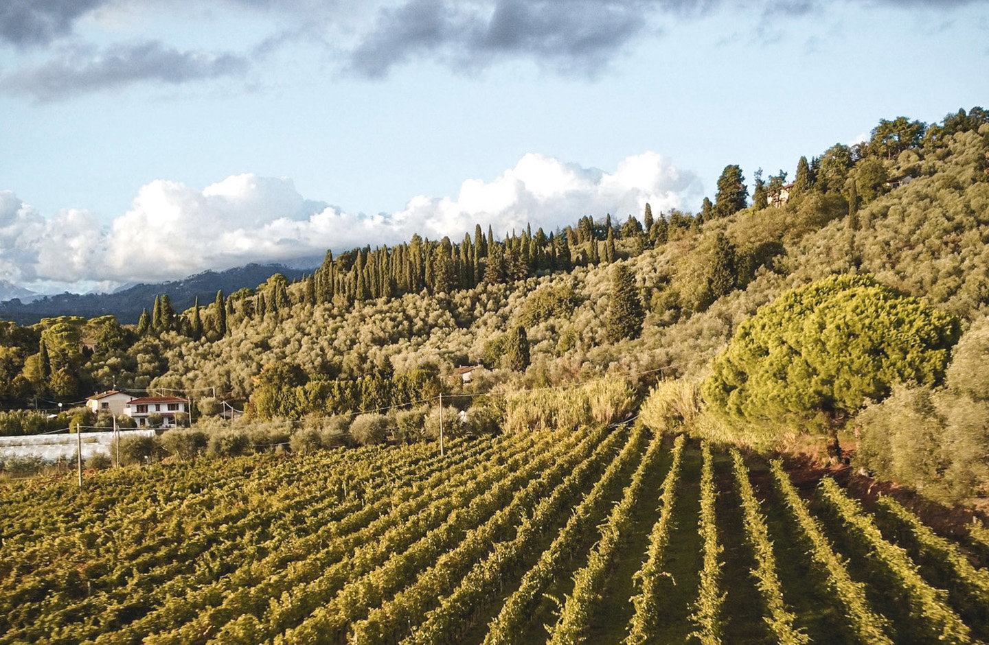 Tenuta Mariani