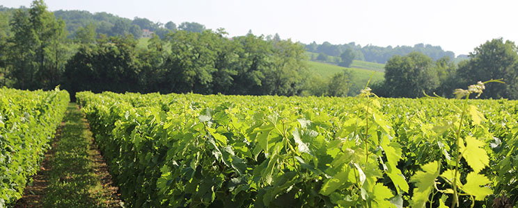 Les Vignerons de Tutiac