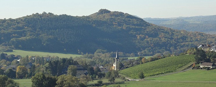 Jungblut