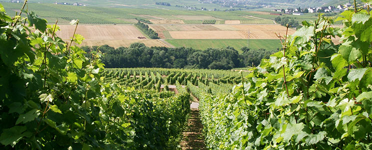 Weingut-Destillerie Harald Sailler