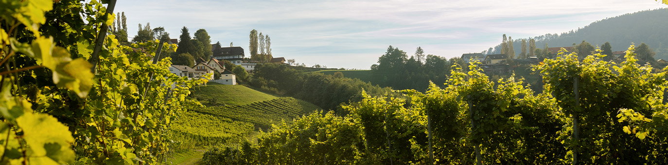 Weinregion mit Weinbergen und idyllischer Hügellandschaft