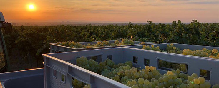 Weingut Dreissigacker