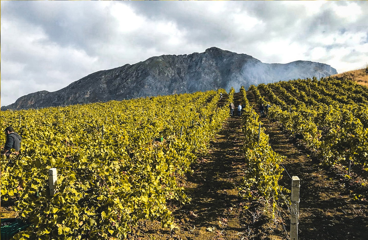 Weinberge am Fuß des Ätna mit Arbeitern bei der Weinlese
