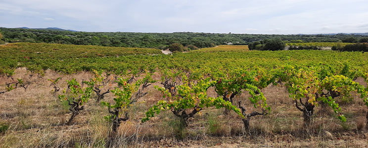 Montahuc