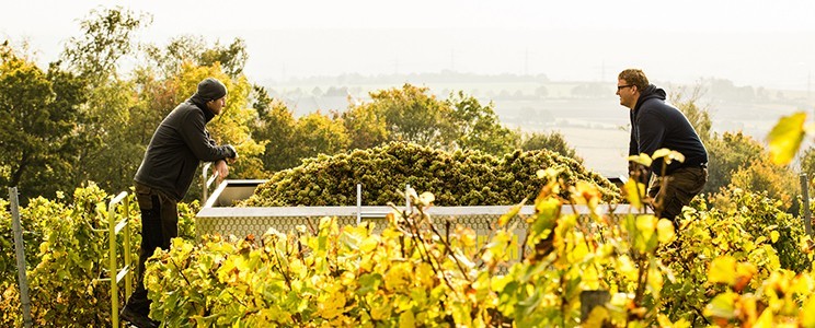Ress Family Wineries