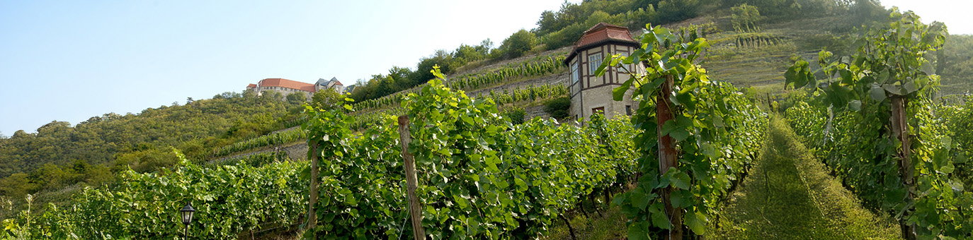 Weinregion Saale-Unstrut mit terrassierten Weinbergen und Fachwerkhaus