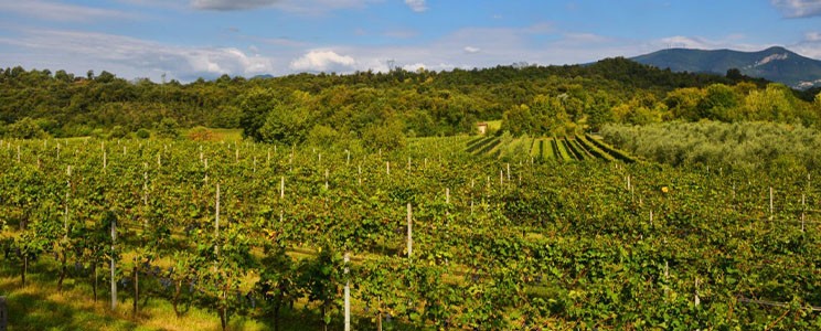 Podere dei Folli