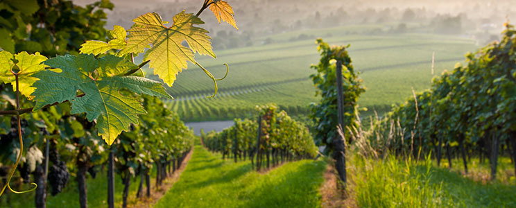 Weinschmiede