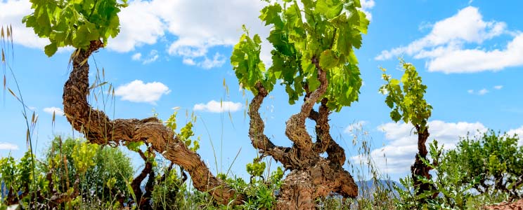 Herència Altés - Bodegas Valdaya