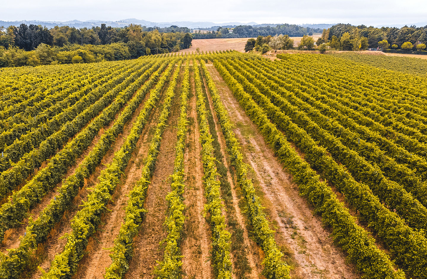 Vignudelli Wines