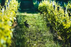 rabbit in the vineyard in spring
