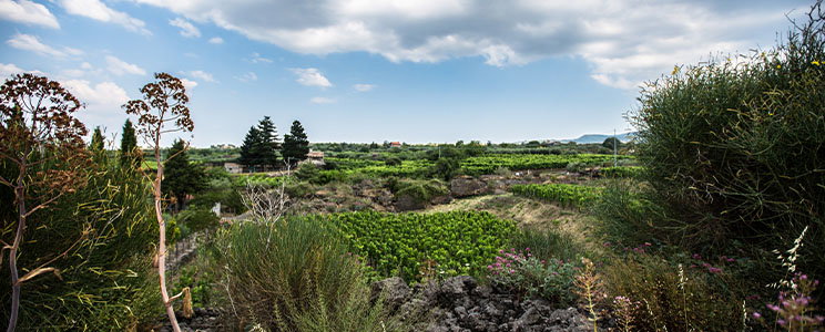 Tenuta Benedetta