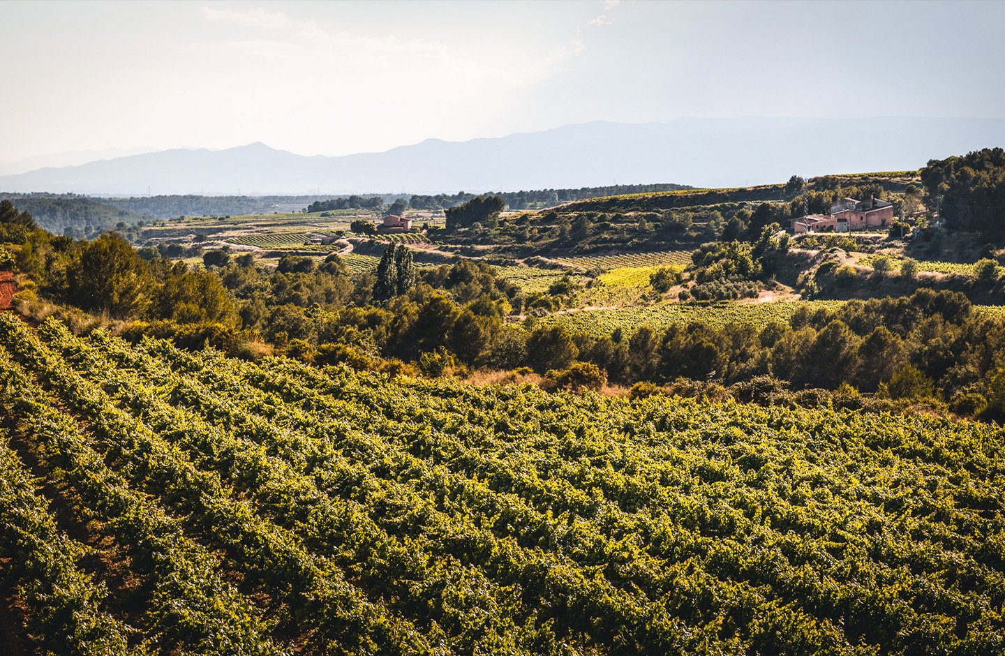 Mascaró Winery