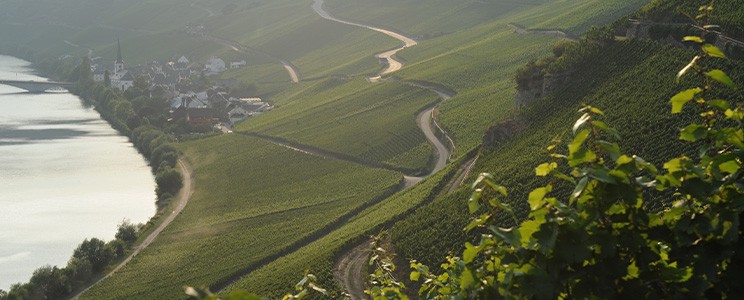 Josef Rosch