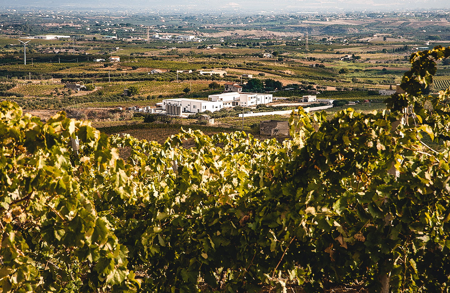 Tola